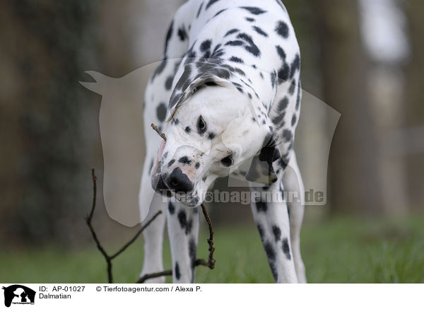 Dalmatiner / Dalmatian / AP-01027