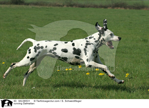 running Dalmatian / SS-08531