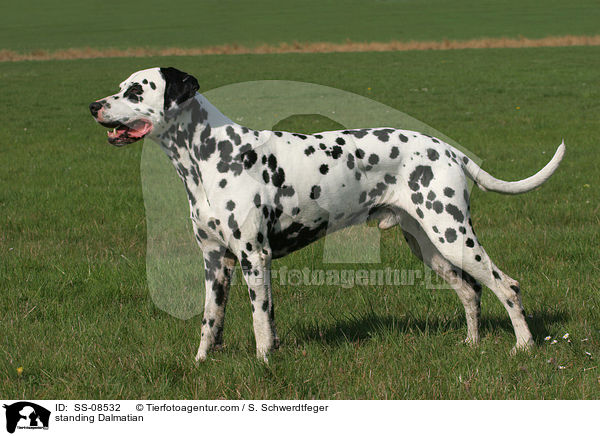 stehender Dalmatiner / standing Dalmatian / SS-08532