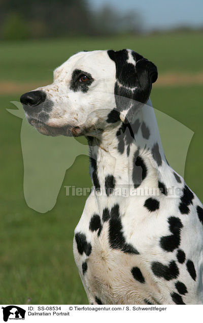 Dalmatiner Portrait / Dalmatian Portrait / SS-08534