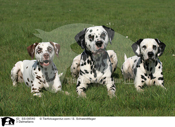 3 Dalmatiner / 3 Dalmatians / SS-08540