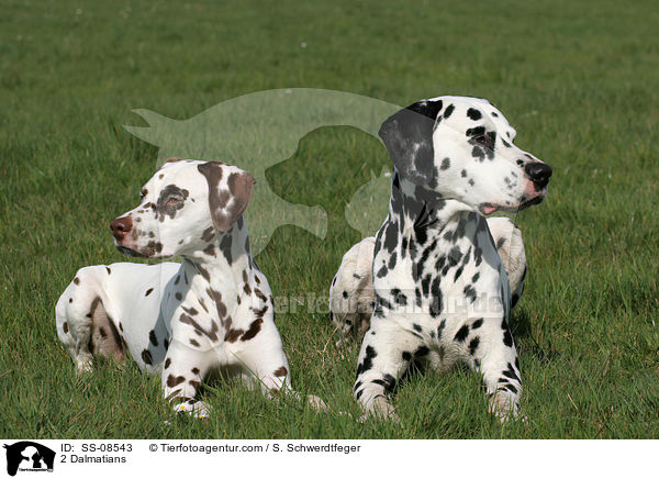 2 Dalmatiner / 2 Dalmatians / SS-08543