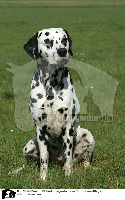 sitzender Dalmatiner / sitting Dalmatian / SS-08544