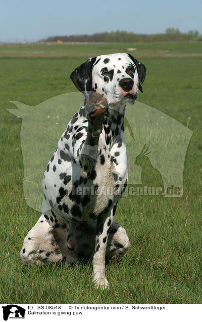 Dalmatiner gibt Pftchen / Dalmatian is giving paw / SS-08548