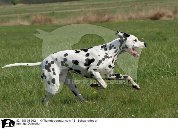 rennender Dalmatiner / running Dalmatian / SS-08562