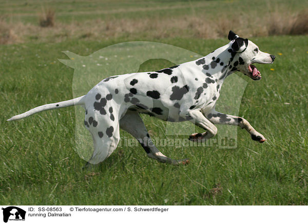 rennender Dalmatiner / running Dalmatian / SS-08563