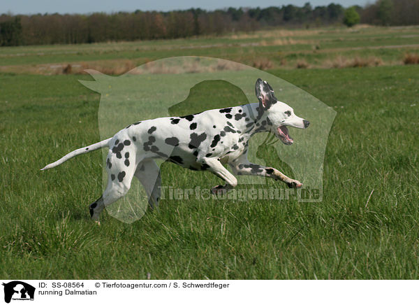 rennender Dalmatiner / running Dalmatian / SS-08564