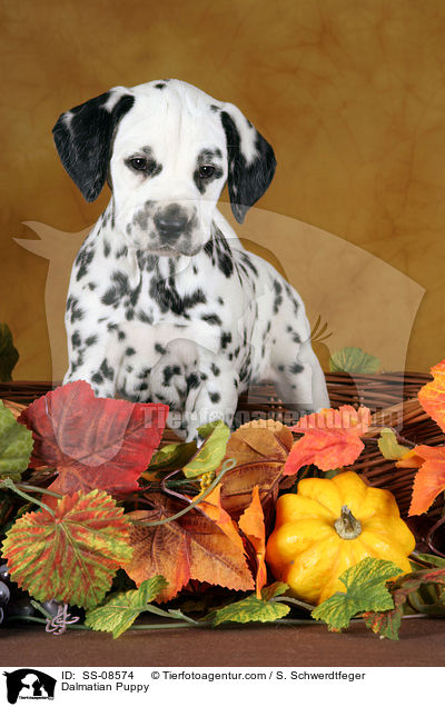 Dalmatiner Welpe / Dalmatian Puppy / SS-08574