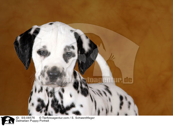 Dalmatiner Welpe Portrait / Dalmatian Puppy Portrait / SS-08576