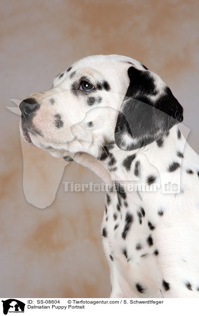 Dalmatiner Welpe Portrait / Dalmatian Puppy Portrait / SS-08604