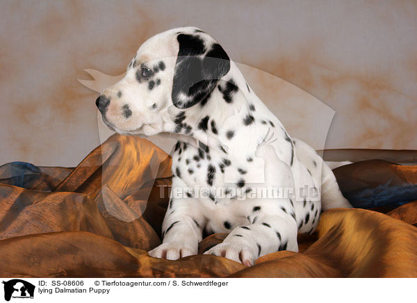 liegender Dalmatiner Welpe / lying Dalmatian Puppy / SS-08606