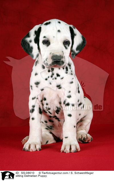 sitzender Dalmatiner Welpe / sitting Dalmatian Puppy / SS-08610