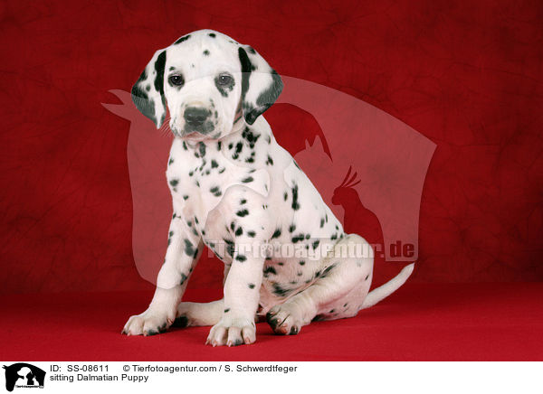 sitzender Dalmatiner Welpe / sitting Dalmatian Puppy / SS-08611