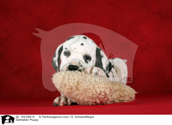 Dalmatiner Welpe / Dalmatian Puppy / SS-08614