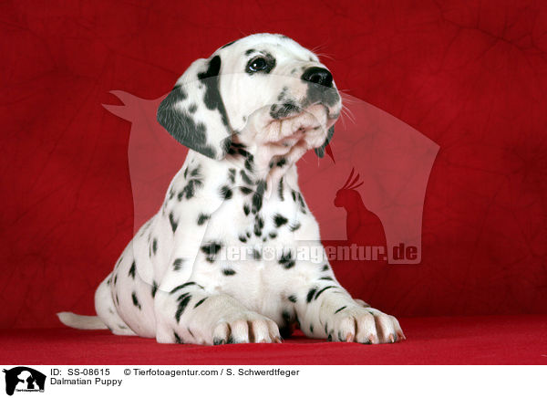 Dalmatiner Welpe / Dalmatian Puppy / SS-08615