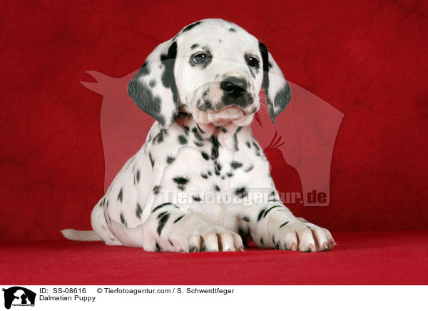 Dalmatiner Welpe / Dalmatian Puppy / SS-08616