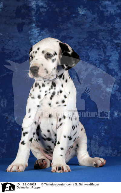 Dalmatiner Welpe / Dalmatian Puppy / SS-08627