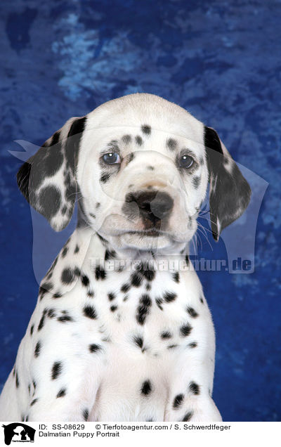 Dalmatiner Welpe Portrait / Dalmatian Puppy Portrait / SS-08629