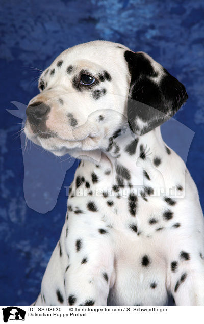 Dalmatiner Welpe Portrait / Dalmatian Puppy Portrait / SS-08630