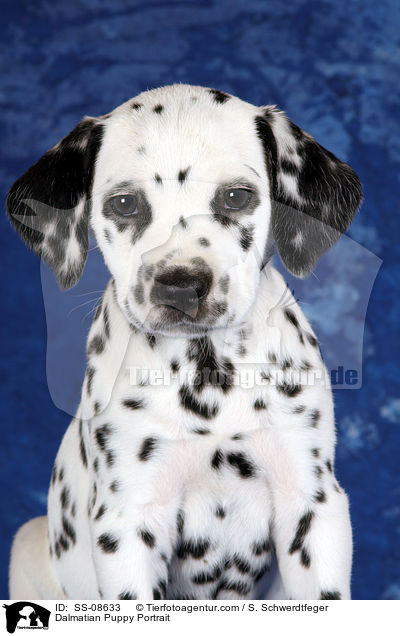 Dalmatiner Welpe Portrait / Dalmatian Puppy Portrait / SS-08633
