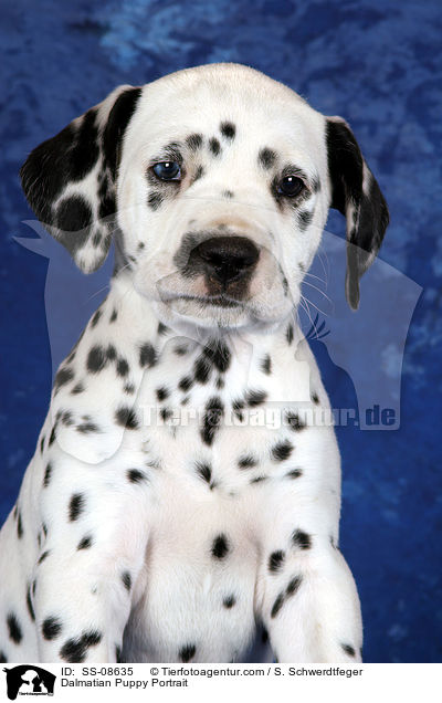 Dalmatian Puppy Portrait / SS-08635