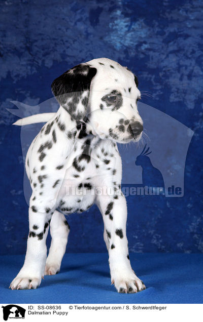 Dalmatiner Welpe / Dalmatian Puppy / SS-08636