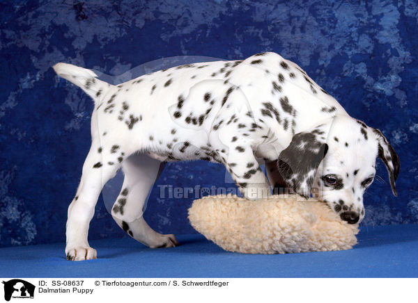 Dalmatiner Welpe / Dalmatian Puppy / SS-08637