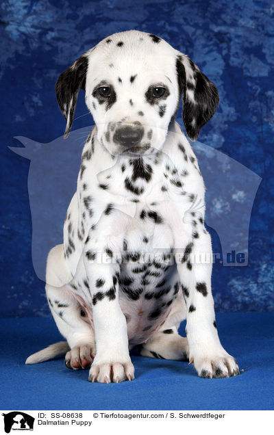 Dalmatiner Welpe / Dalmatian Puppy / SS-08638