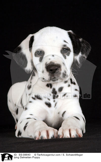 liegender Dalmatiner Welpe / lying Dalmatian Puppy / SS-08640