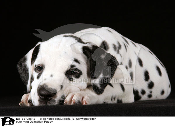 cute lying Dalmatian Puppy / SS-08642