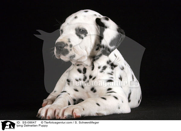 liegender Dalmatiner Welpe / lying Dalmatian Puppy / SS-08647