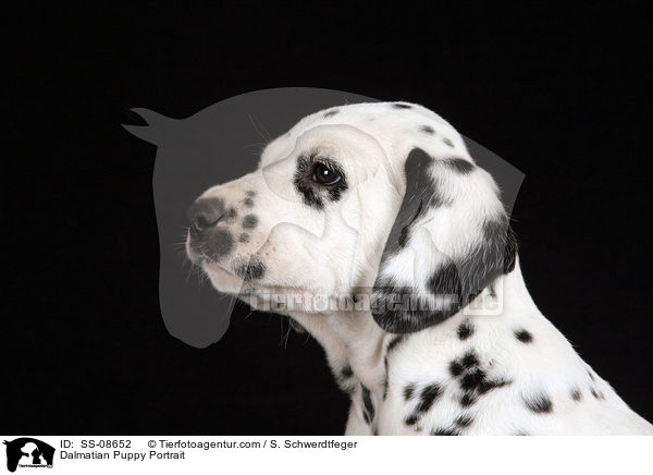 Dalmatian Puppy Portrait / SS-08652