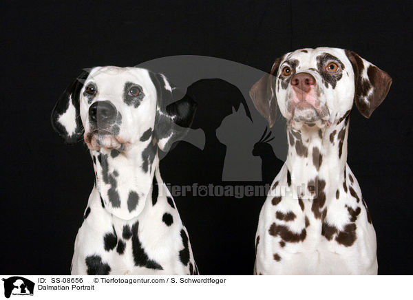 Dalmatian Portrait / SS-08656