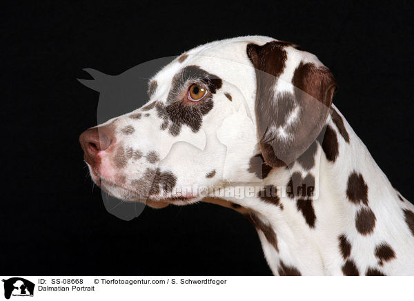 Dalmatiner Portrait / Dalmatian Portrait / SS-08668