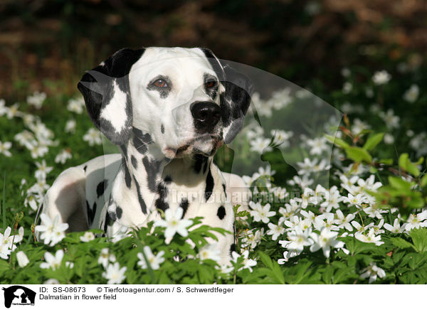 Dalmatiner in Blumenwiese / Dalmatian in flower field / SS-08673