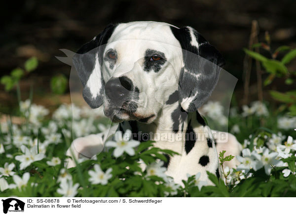 Dalmatiner in Blumenwiese / Dalmatian in flower field / SS-08678