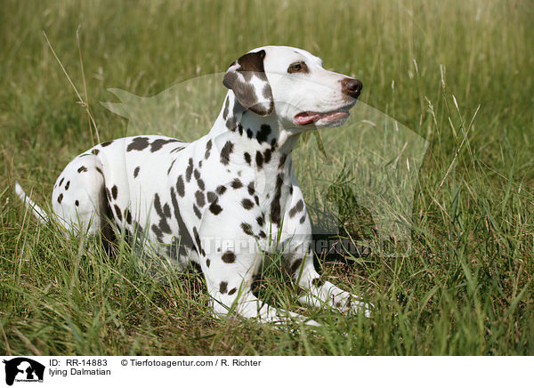 liegender Dalmatiner / lying Dalmatian / RR-14883