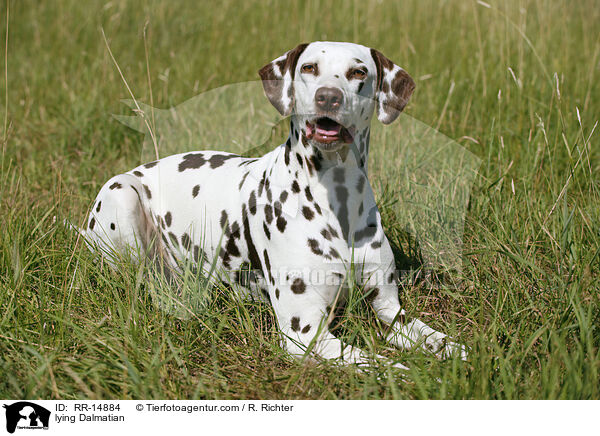 liegender Dalmatiner / lying Dalmatian / RR-14884