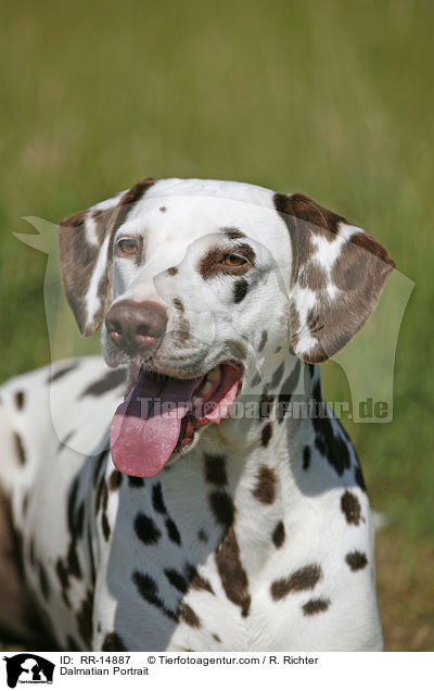 Dalmatiner Portrait / Dalmatian Portrait / RR-14887