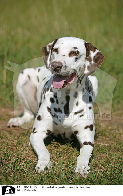 liegender Dalmatiner / lying Dalmatian / RR-14889