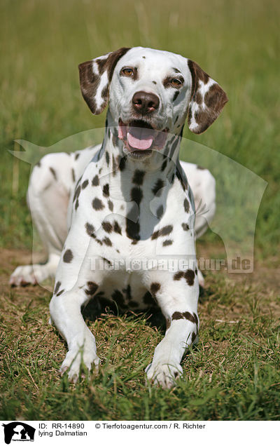 liegender Dalmatiner / lying Dalmatian / RR-14890