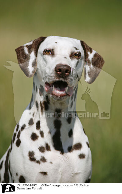 Dalmatiner Portrait / Dalmatian Portrait / RR-14892