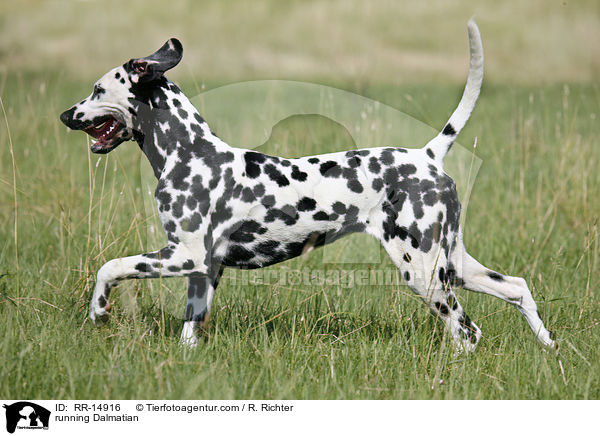 rennender Dalmatiner / running Dalmatian / RR-14916