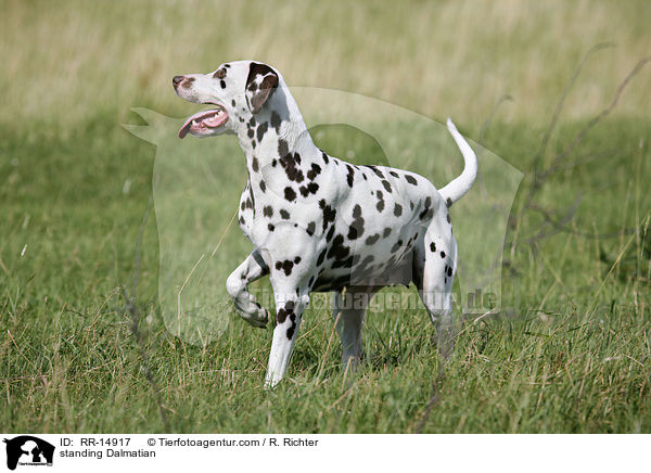 stehender Dalmatiner / standing Dalmatian / RR-14917