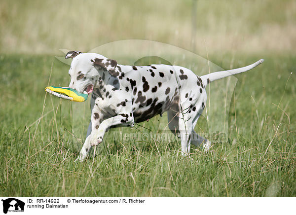 rennender Dalmatiner / running Dalmatian / RR-14922