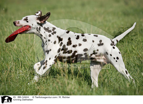 rennender Dalmatiner / running Dalmatian / RR-14924