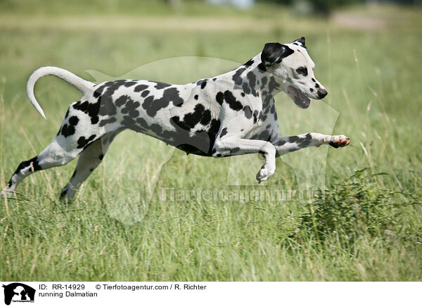 rennender Dalmatiner / running Dalmatian / RR-14929