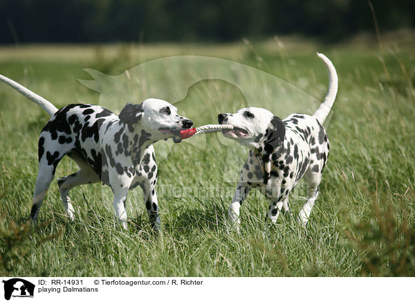 spielende Dalmatiner / playing Dalmatians / RR-14931