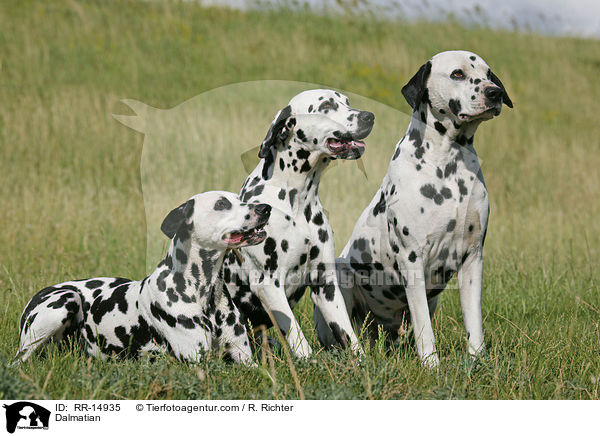 Dalmatiner / Dalmatian / RR-14935