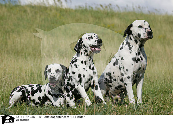 Dalmatiner / Dalmatian / RR-14936